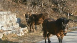 Слаб вятър на места ще превали дъжд