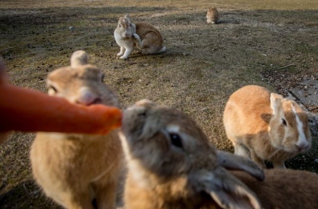 В Лондон се открива първият спа-център за зайци