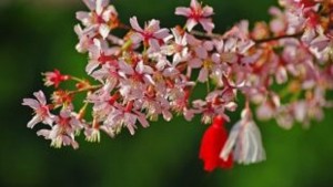 Акция на читалищата от Пловдив за Баба Марта