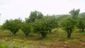 Залесяват 3 млн фиданки в Югоизточна България