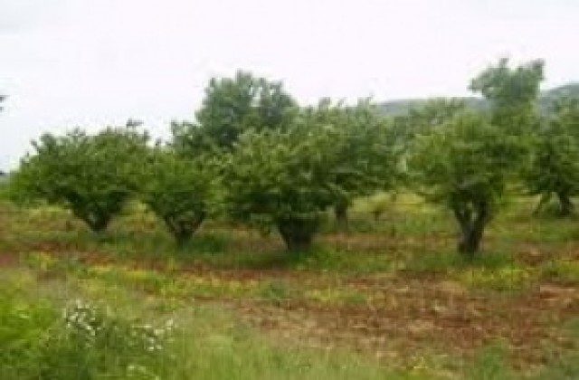 Залесяват 3 млн фиданки в Югоизточна България