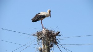 Долетяха първите щъркели в село Самуилово