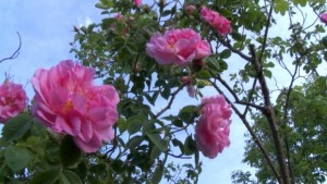 Розова ракия и ликьор от рози събират овации на изложение