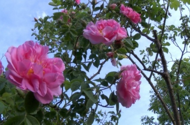 Розова ракия и ликьор от рози събират овации на изложение в Париж