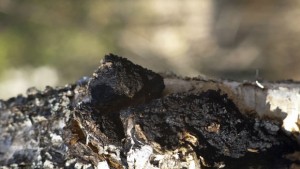 Учени с нови доказателства за еволюцията на живота на сушата