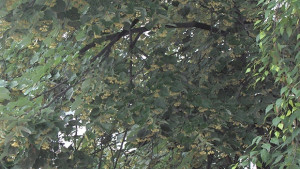 Започва подрязване на короните на дърветата в Стара Загора