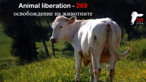 Организират мирно ществие срещу насилието търговията и убийствата на животни