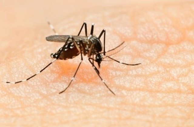 Изследване установи, че и друг вид комари могат да разпространяват Зика