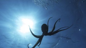 Откриха октопод приличащ на призрак СНИМКА