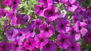 Международният ден на жената се празнува всяка година на 8