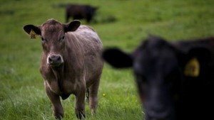 Проверка на вноса на агнешко месо и на всички мандри