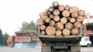 Спипаха двама при незаконна сеч