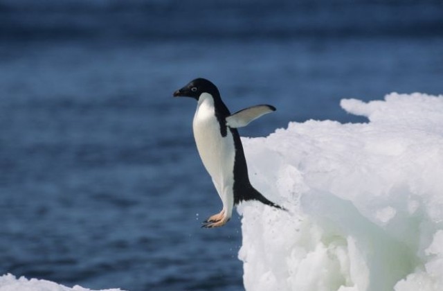 Пингвин плува 5000 мили всяка години, за да види спасителя си (ВИДЕО)