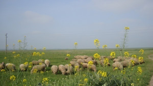Последен ден за подаване на заявления за пасища мери и