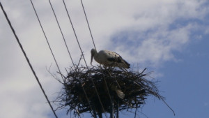 ЧЕЗ обезопаси нови 167 щъркелови гнезда