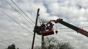 ЧЕЗ обезопаси нови щъркелови гнезда