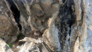 Чакаме още лешоядчета във Врачанския Балкан