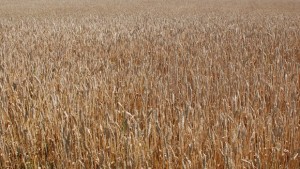 Зърнопроизводители очакват добра реколта