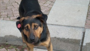 Започва акция за кастриране и обезпаразитяване на бездомни кучета и