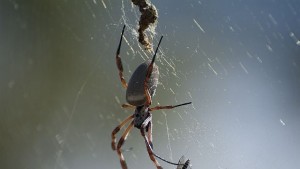 Откритие Отровата на тарантула лекува болката