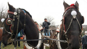 Конни надбягвания за Тодоровден в Девня