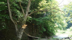 Конкурс за отличителен знак на Седмица на гората