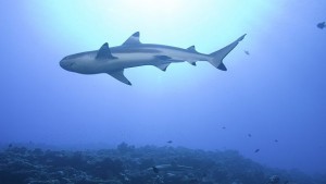 Акулите оцеляват при окисляването на океана