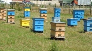 Откраднаха пчелни кошери