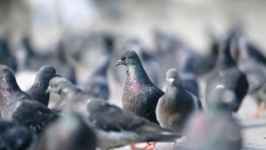 Гълъби с раници измерват колко е мръсен въздуха в Лондон