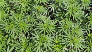 В топ 5 сме по младежи пушещи марихуана