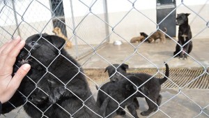 Голям интерес към приюта за кучета във Видин