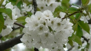 Снегът в Осогово плаши земеделските стопани с овощни градини