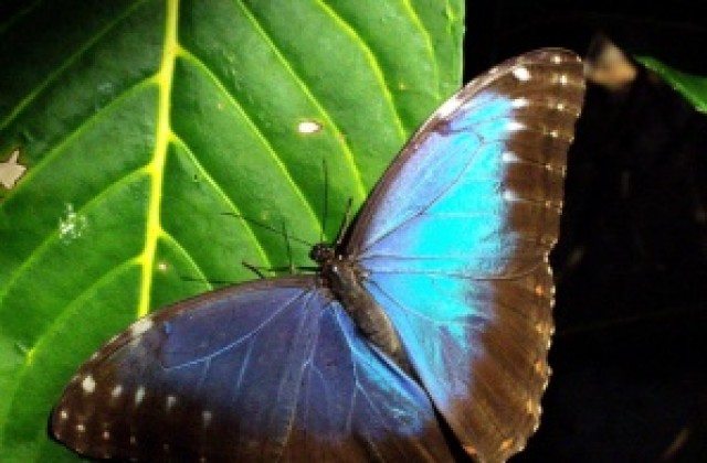 3000 екзотични пеперуди разперват криле в Природонаучния музей