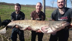 Къде плува 100килограмов сом СНИМКИ