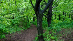 Залесяват 100 дървета в пловдивския район Тракия