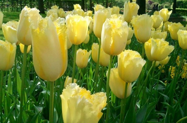 Ромите в Лом организират „Карнавална вечер