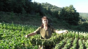 Близо 130 тона е недоговореният тютюн в община Сатовча