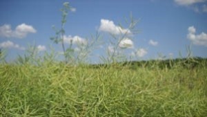 Правят изнесени приемни в помощ на земеделието