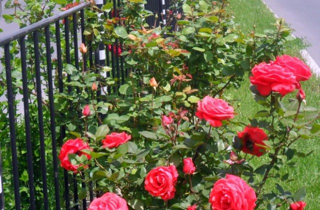 Засаждат 40 дървета край „Колодрума“, още 500 рози по бул.„Никола Вапцаров“