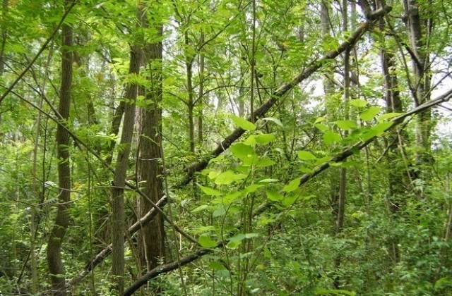 15 сигнала за незаконен добив на дървесина и бракониерство в Добричко