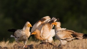 Изчезващият египетски лешояд се върна в България пазете го