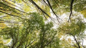 Определиха защитената територия на Централен Балкан