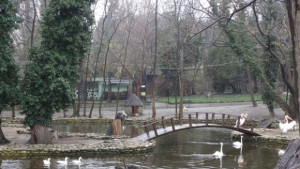 Черните лебеди пристигнаха във варненския зоопарк СНИМКИ