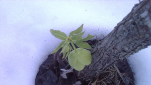 На места в Предбалкана дъждът ще се примесва със сняг