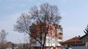 Засаждат нови 200 фиданки в Ямбол