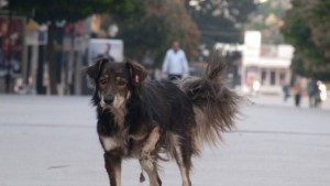 Зоополицията в действие Трима варненци са вече с обвинения