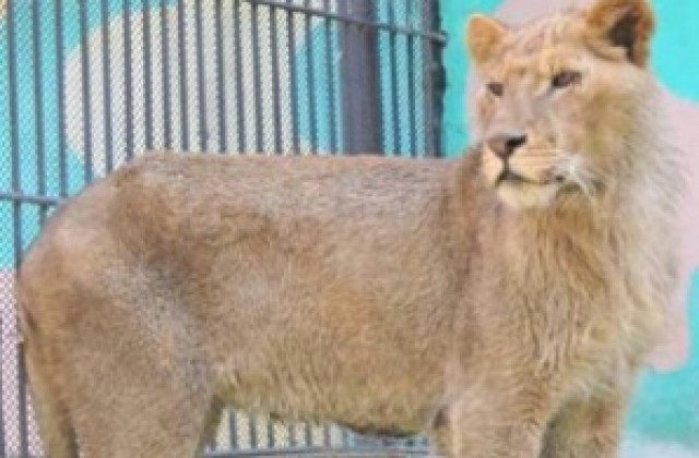 Ловешкият зоопарк взе лъв от Разград