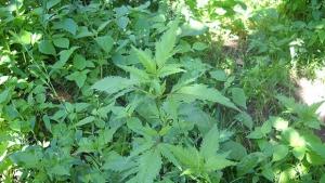 Намериха амфетамин и канабис