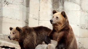 Стара Загора ще има парк за свободно отглеждане на мечки