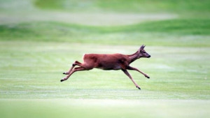Горски спасиха две изгубени сърни